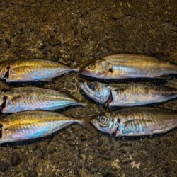 久しぶりのアジ